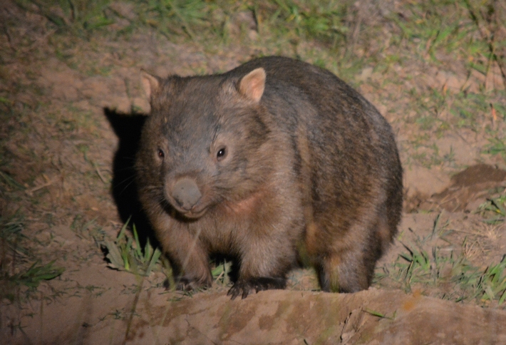 Womsat Community Program Bare Nosed Wombat Description