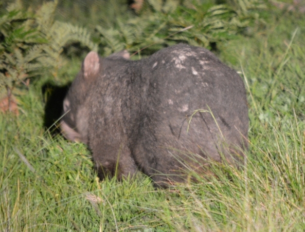 Treating and eliminating sarcoptic mange