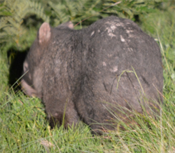 Wombat - Mild Mange