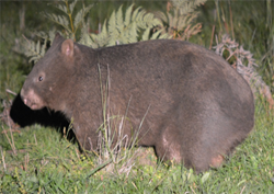 Wombat - No Mange