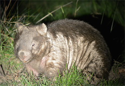 Wombat - Severe Mange